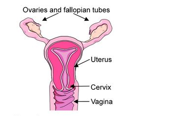 Small Cuts On Vagina