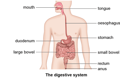 Heartburn And Indigestion In Back Keeps Back Lip Coming ...