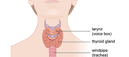 Tiroides nutricion